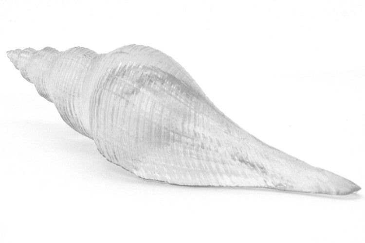 Large Clear Resin Fusos Shell