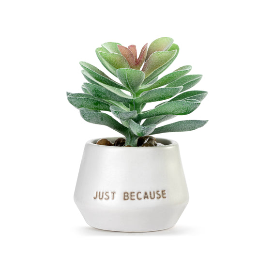 Smile Just Because Mini Succulent