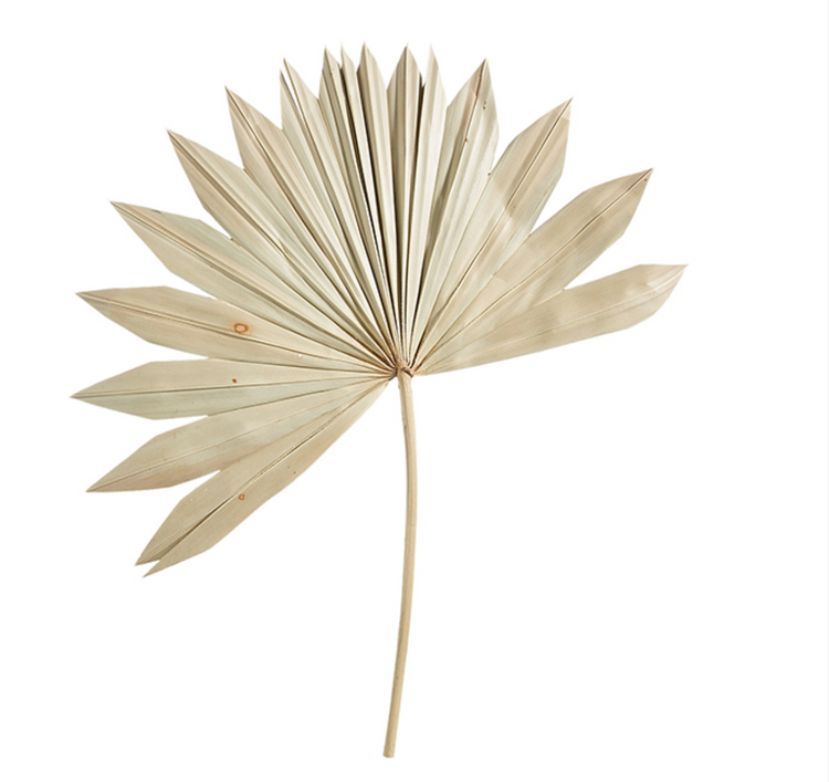 Single Dried Palm Leaf Stem